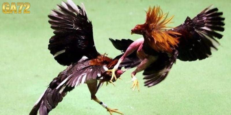 Sơ đồ đôi nét về đá gà ga72 