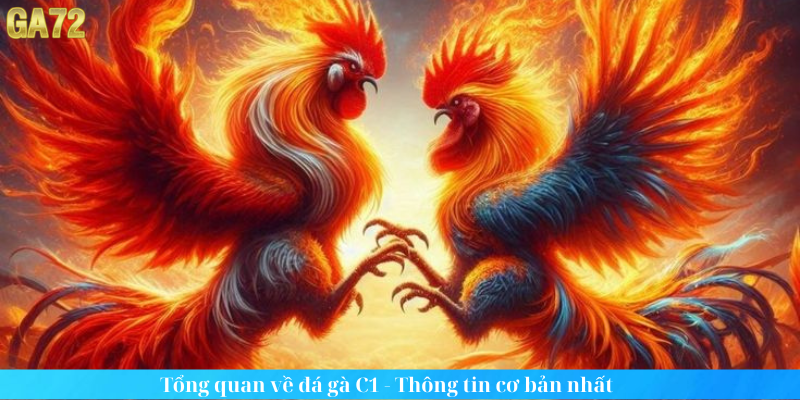 Tổng quan về đá gà C1 - Thông tin cơ bản nhất Tổng quan về đá gà C1 - Thông tin cơ bản nhất