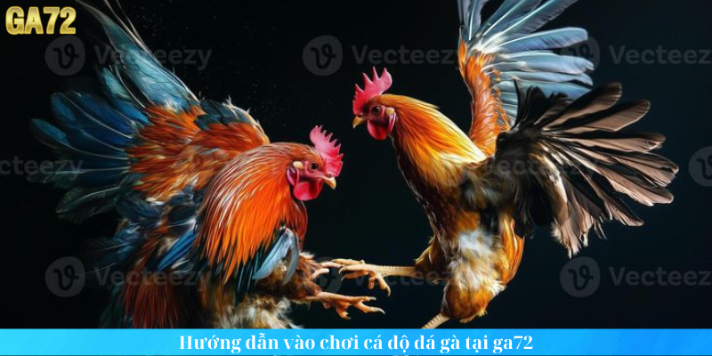 Hướng dẫn vào chơi cá độ đá gà tại ga72 Hướng dẫn vào chơi cá độ đá gà tại ga72