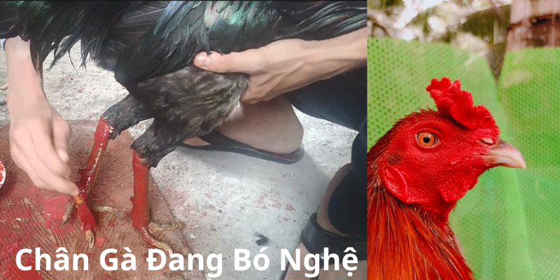 Cách Vô Nghệ Cho Chân Gà Đá Cách Vô Nghệ Cho Chân Gà Đá