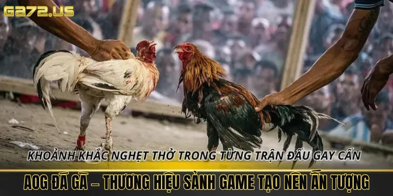 AOG Đá Gà ga72