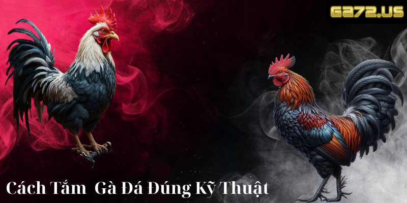 Cách tắm gà đá không chỉ là lau qua loa mà cần làm đúng quy trình
