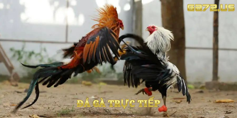 Đá gà thomo CPC2 ngày 05/08/2025 Đá gà thomo CPC2 ngày 05/08/2025