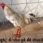 cách vô nghệ cho gà đá ga72
