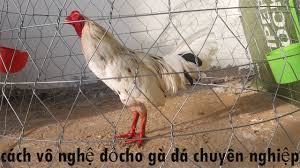 cách vô nghệ cho gà đá ga72